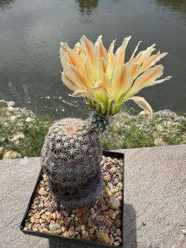 Preview: Echinocereus ctenoides